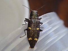 Nascioides enysi