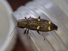 Nascioides enysi