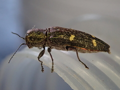 Nascioides enysi