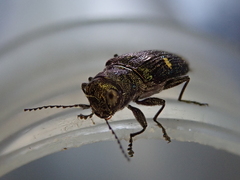 Nascioides enysi