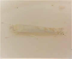 Stegommata sulfuratella