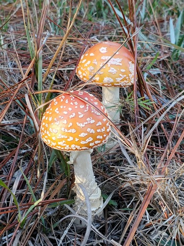 Peach-Colored Fly Agaric