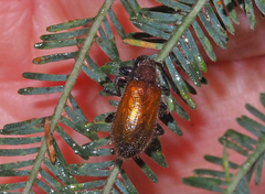 Metriolagria affinis