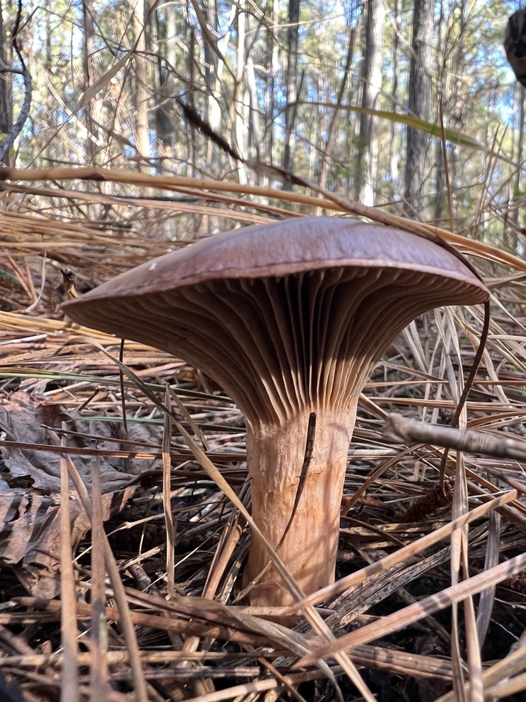 Chroogomphus vinicolor · November 2025 · photo: © annegp (iNaturalist, cc0)