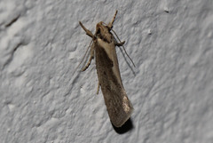 Tingena chloradelpha