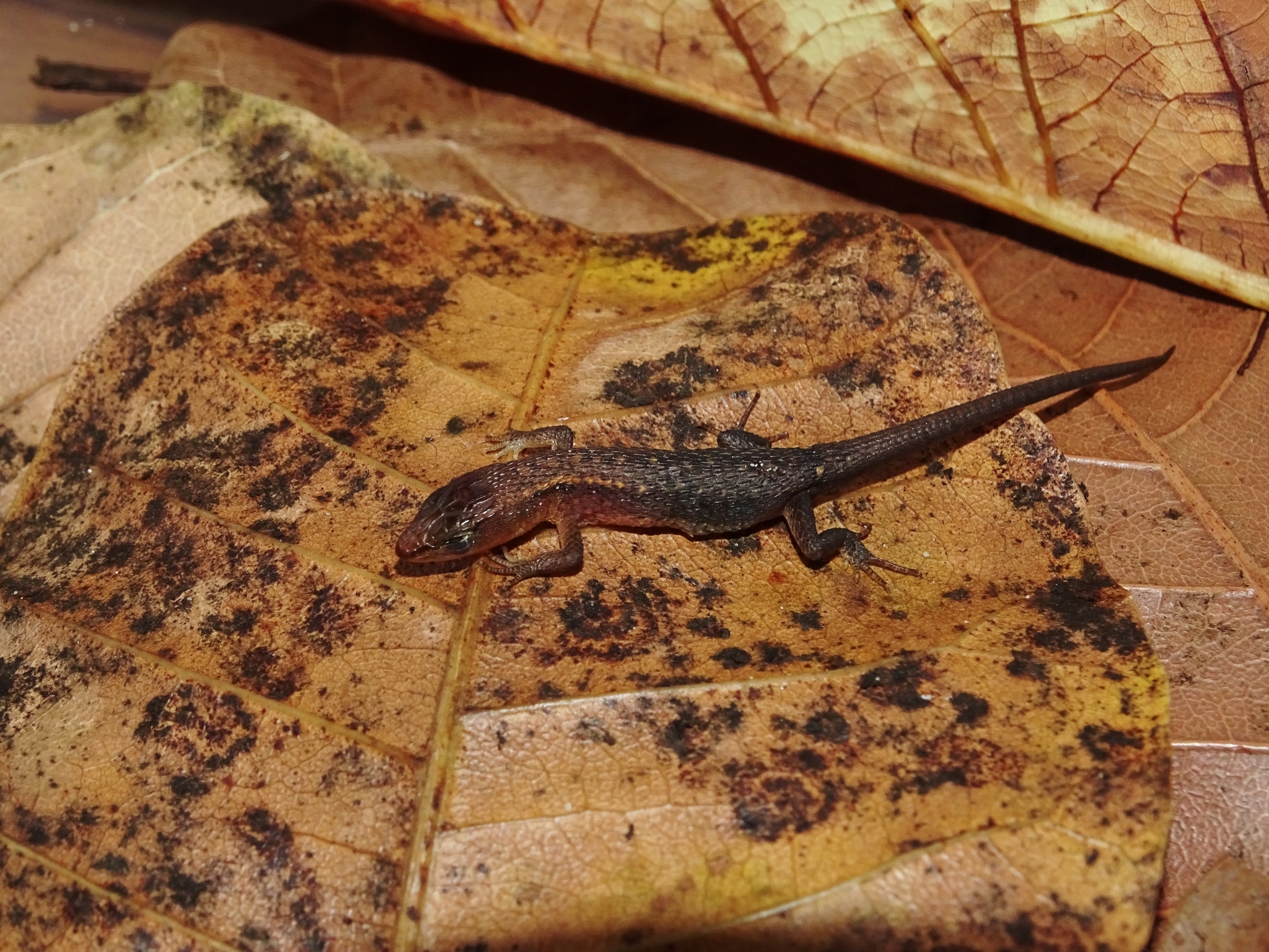 Alopoglossus atriventris Duellman, 1973