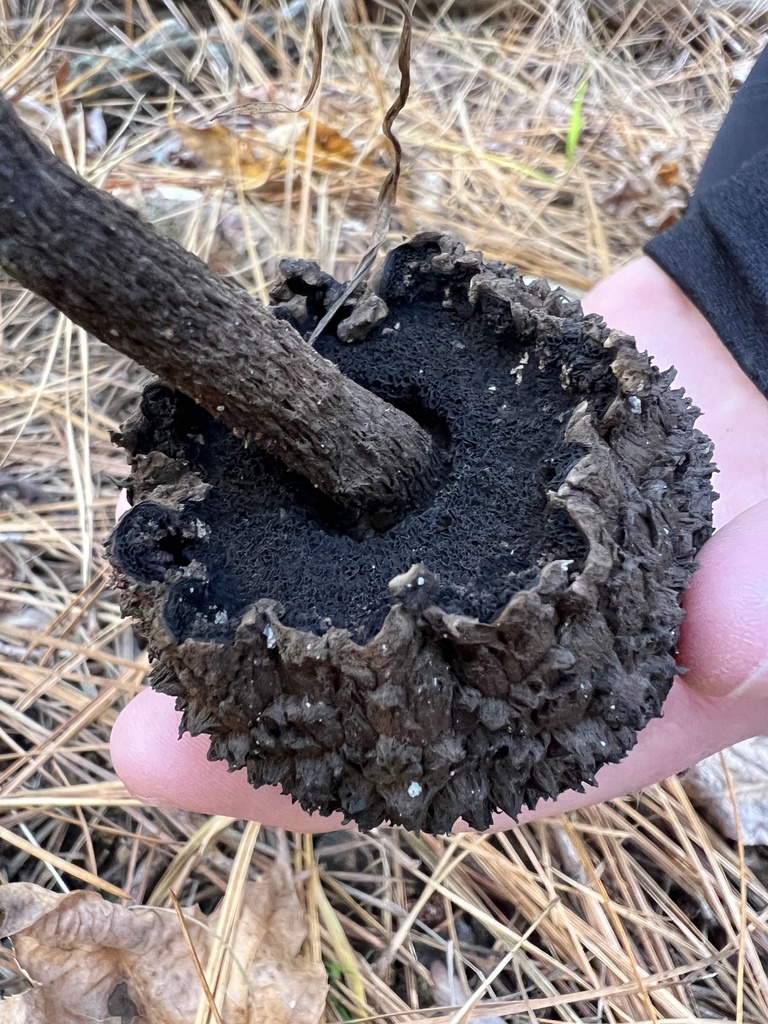 Strobilomyces strobilaceus · November 2025 · photo: © annegp (iNaturalist, cc0)