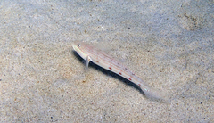 Valenciennea longipinnis