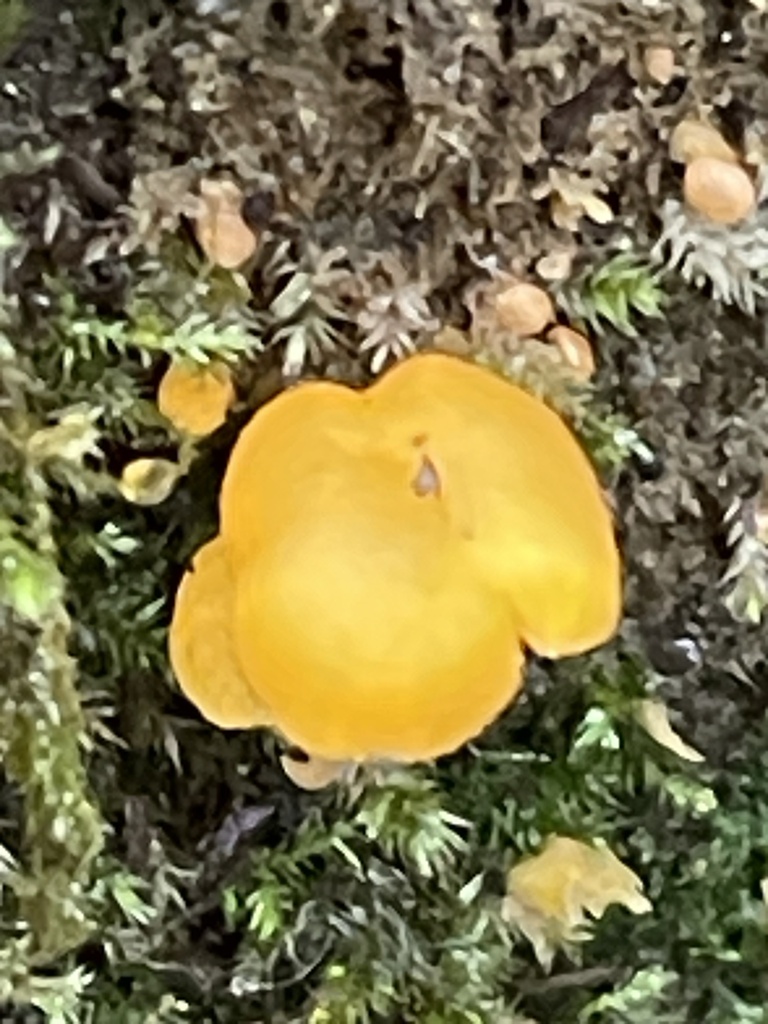 Chrysomphalina aurantiaca · November 2025 · photo: © ingolfaskevold (iNaturalist, cc-by-nc)