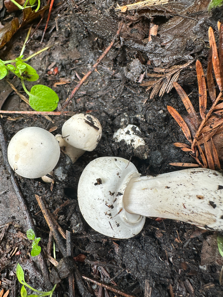 Agaricus californicus · November 2025 · photo: © joemammaba (iNaturalist, cc-by-nc)