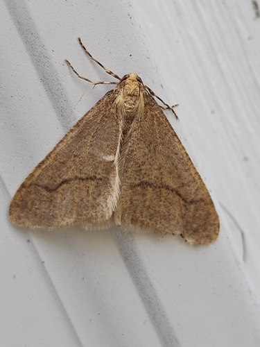 Linden Looper Moth photo 5