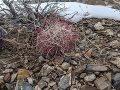 Sclerocactus polyancistrus