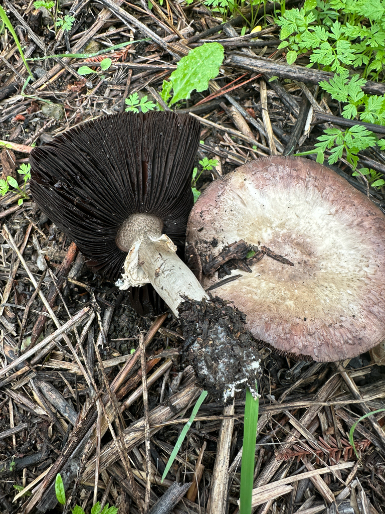 Agaricus hondensis · November 2025 · photo: © joemammaba (iNaturalist, cc-by-nc)