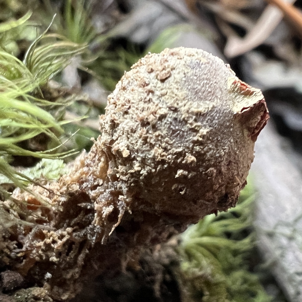 Calostoma ravenelii · November 2025 · photo: © annegp (iNaturalist, cc0)