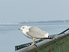 Larus delawarensis