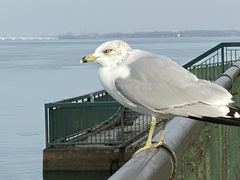Larus delawarensis