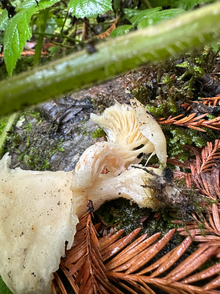 Pleurotus pulmonarius · November 2025 · photo: © joemammaba (iNaturalist, cc-by-nc)
