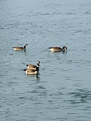 Branta canadensis