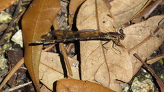 Argia tibialis
