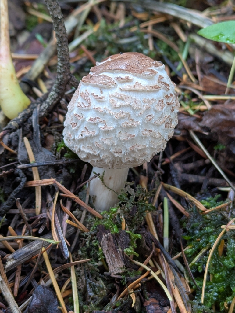 Chlorophyllum rhacodes · November 2025 · photo: © geographerdave (iNaturalist, cc-by)