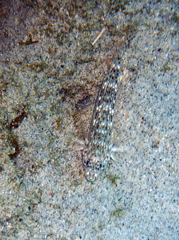 Istigobius decoratus