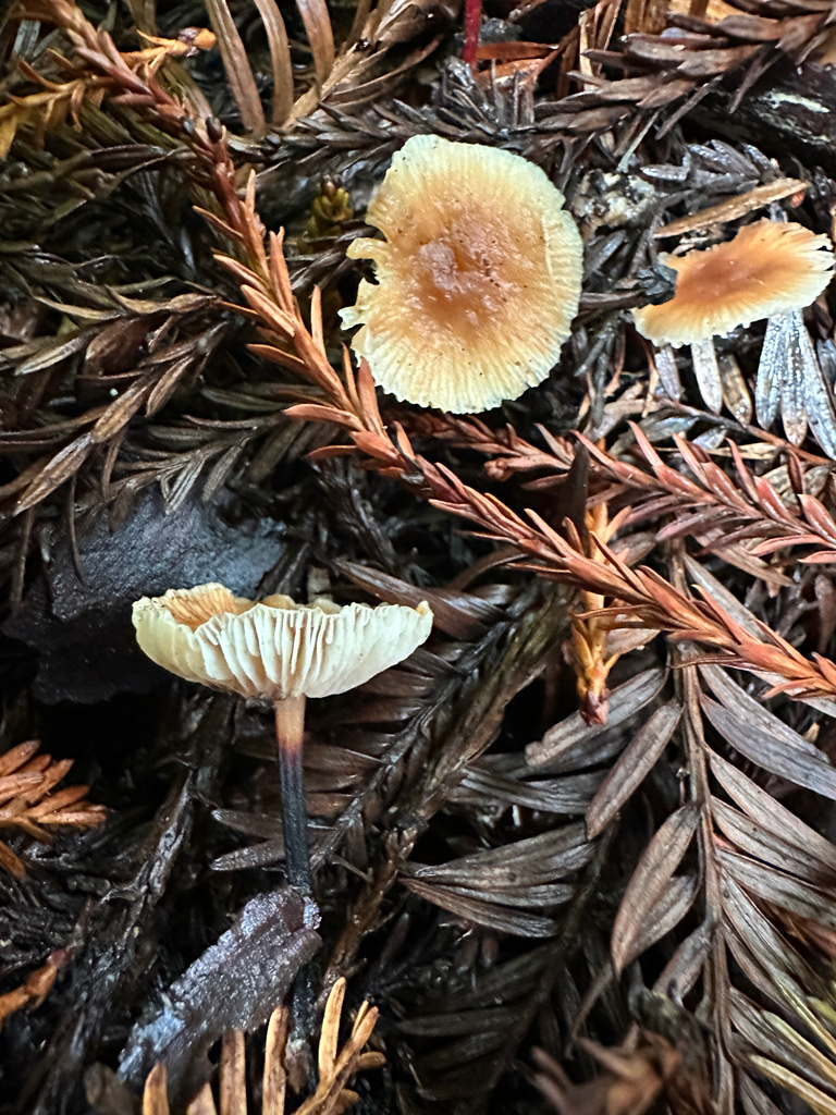 Gymnopus brassicolens · November 2025 · photo: © joemammaba (iNaturalist, cc-by-nc)