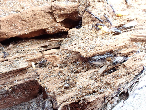 Photo of Copper-bellied Ant (Ochetellus glaber)