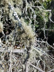 Usnea fragilescens