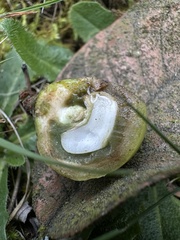 Meliosma frondosa