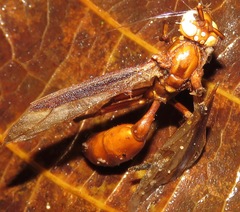Apoica