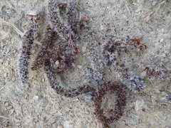 Populus tomentiglandulosa