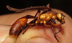 Apoica