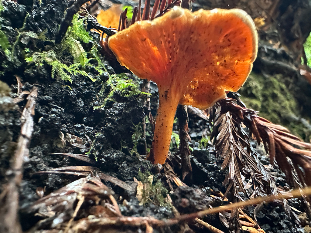 Hygrophoropsis aurantiaca · November 2025 · photo: © joemammaba (iNaturalist, cc-by-nc)