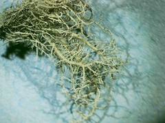 Usnea fragilescens