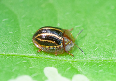Agroiconota propinqua