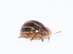 Agroiconota propinqua