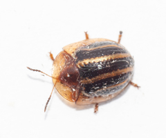 Agroiconota propinqua