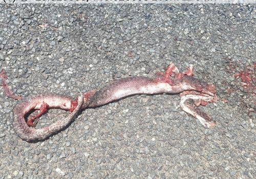 Spotted Python sighting