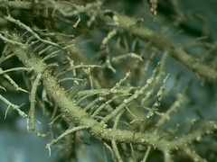 Usnea fragilescens