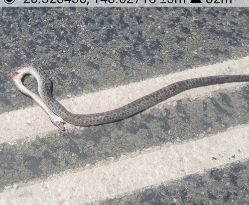 Spotted Python sighting