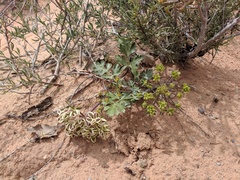 Cymopterus newberryi