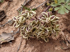 Cymopterus newberryi