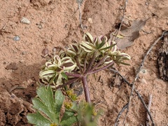 Cymopterus newberryi