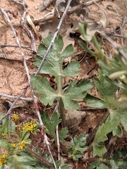 Cymopterus newberryi