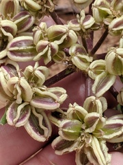 Cymopterus newberryi