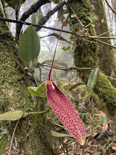 Restrepia guttulata