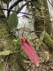 Restrepia guttulata