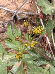 Cymopterus newberryi