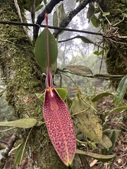 (c) Nicolás Baresch Uribe, some rights reserved (CC BY) Restrepia guttulata, photograph (c) Nicolás Baresch Uribe, some rights reserved (CC BY)