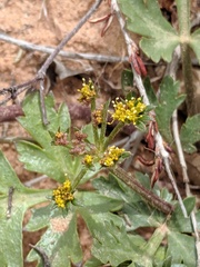 Cymopterus newberryi